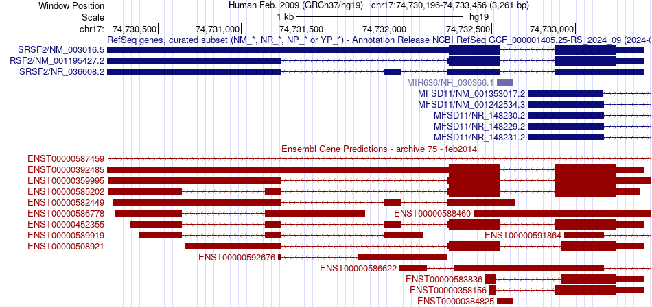 gene isoform structure of SRSF2