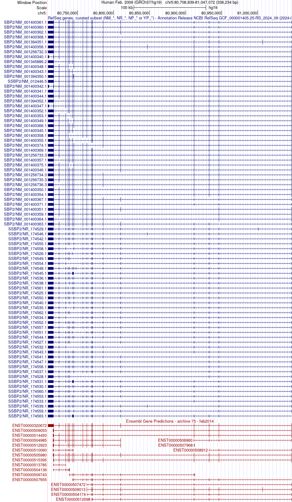 gene isoform structure of SSBP2