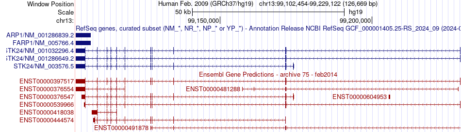 gene isoform structure of STK24