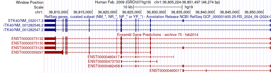 gene isoform structure of STK40