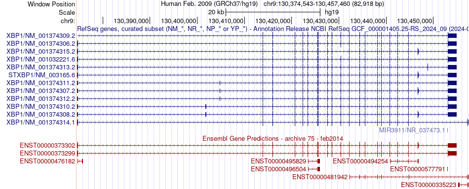 gene isoform structure of STXBP1