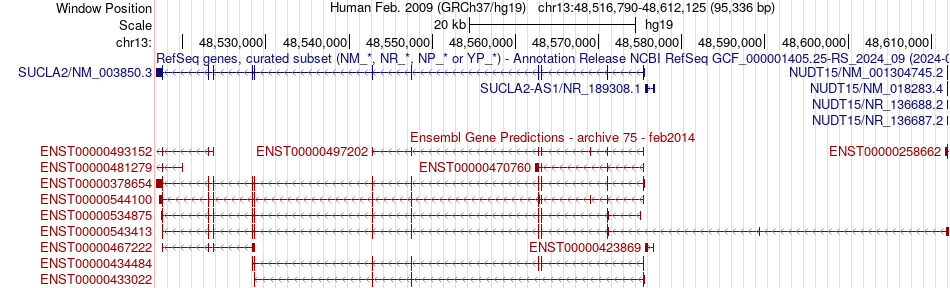 gene isoform structure of SUCLA2