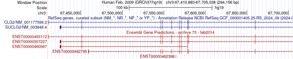 gene isoform structure of SUCLG2