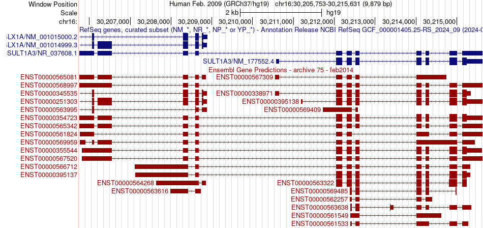 gene isoform structure of SULT1A3