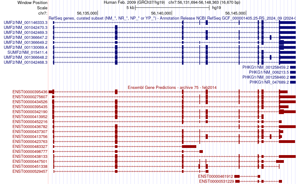 gene isoform structure of SUMF2