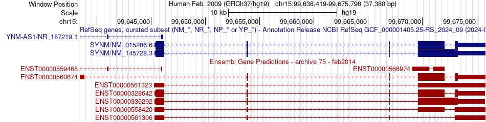 gene isoform structure of SYNM
