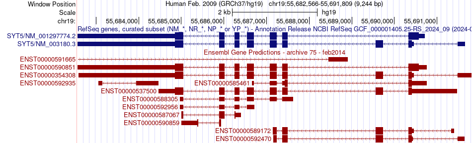 gene isoform structure of SYT5