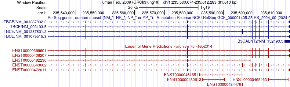 gene isoform structure of TBCE