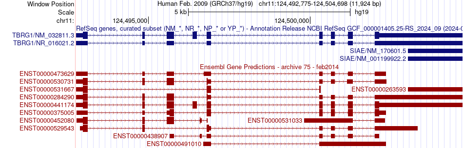 gene isoform structure of TBRG1