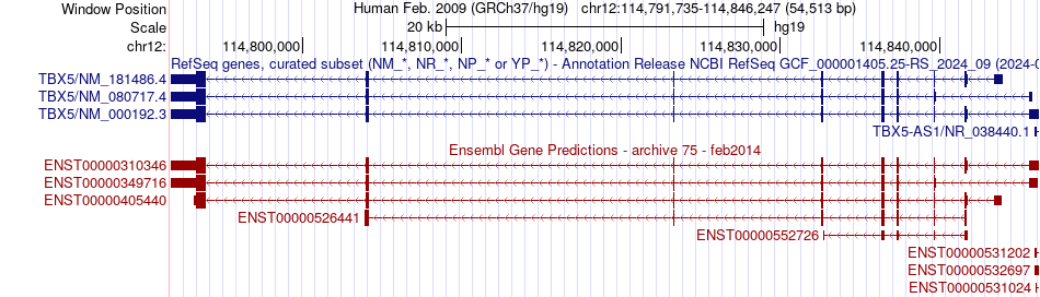gene isoform structure of TBX5