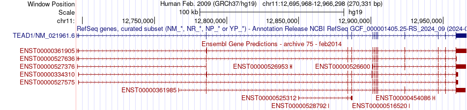 gene isoform structure of TEAD1