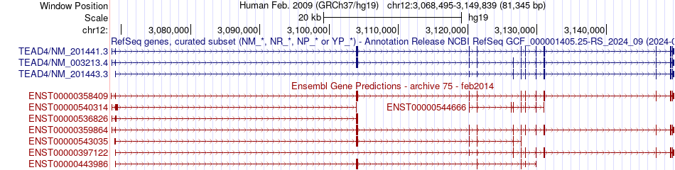 gene isoform structure of TEAD4