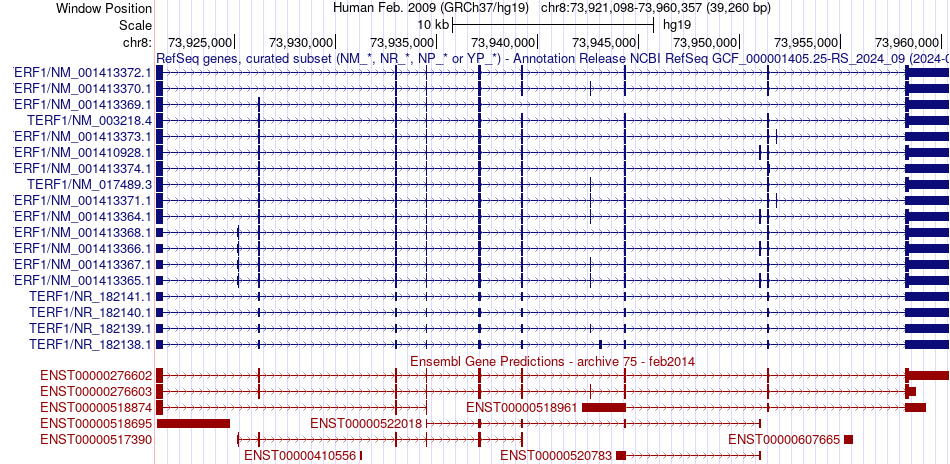 gene isoform structure of TERF1