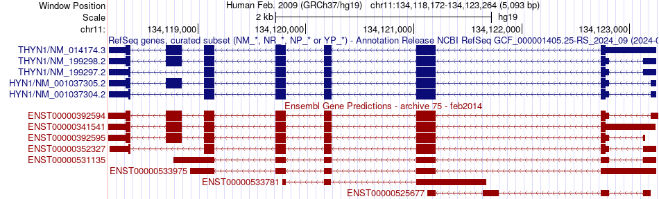 gene isoform structure of THYN1