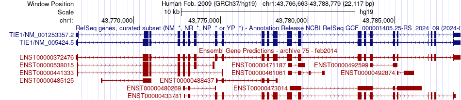 gene isoform structure of TIE1