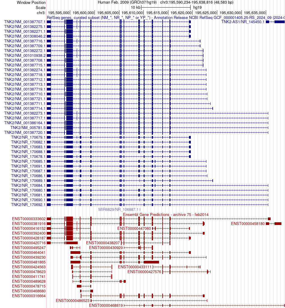 gene isoform structure of TNK2