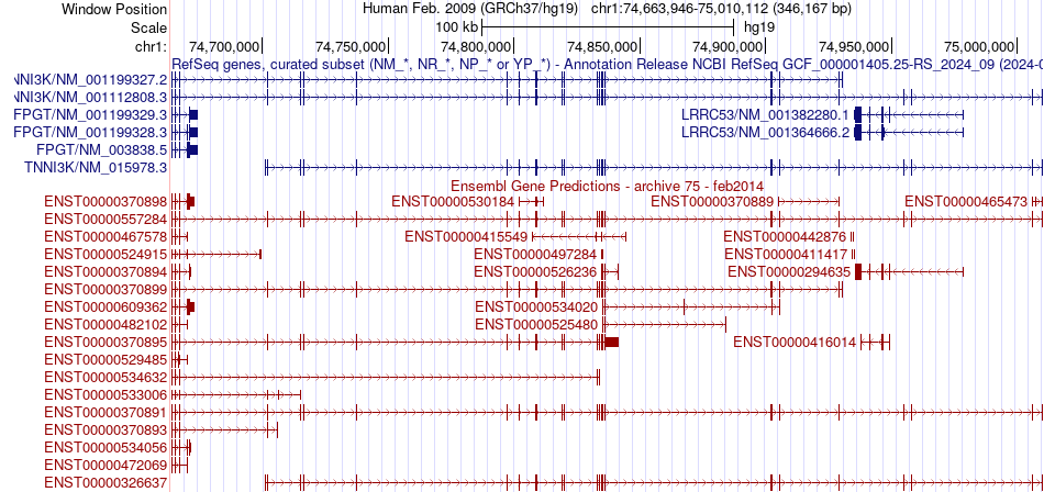 gene isoform structure of TNNI3K