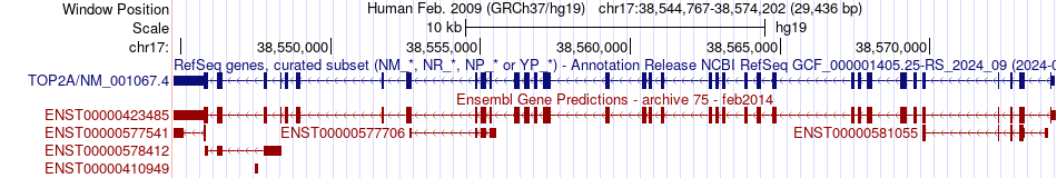 gene isoform structure of TOP2A