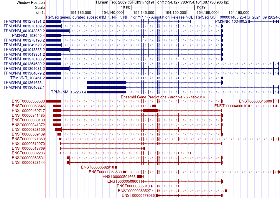 gene isoform structure of TPM3