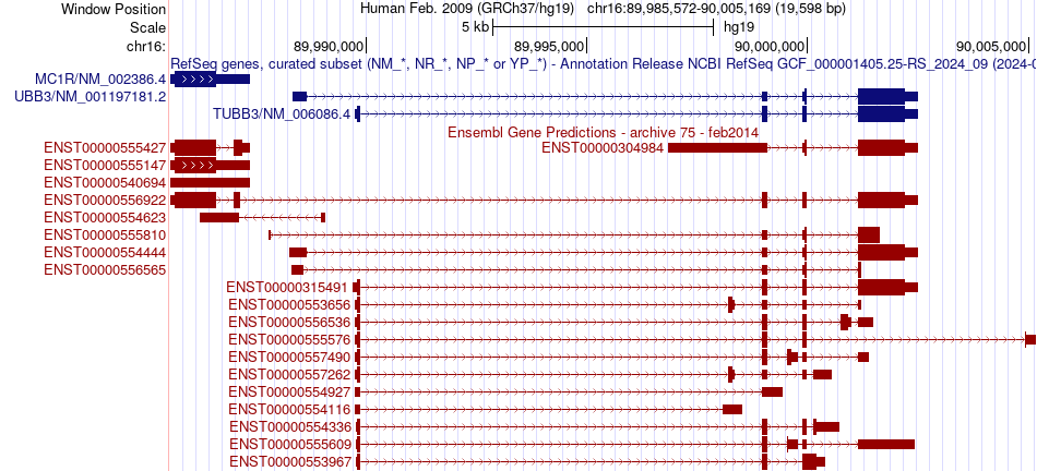 gene isoform structure of TUBB3