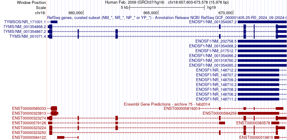 gene isoform structure of TYMS