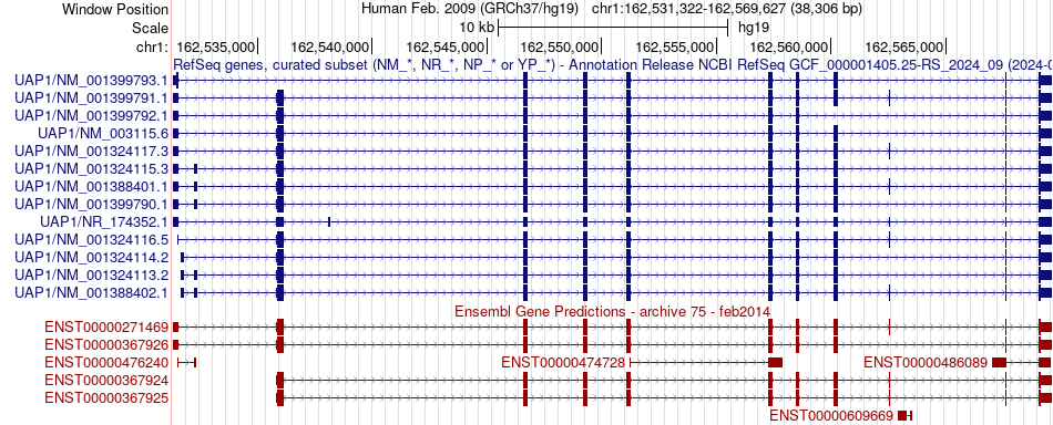 gene isoform structure of UAP1