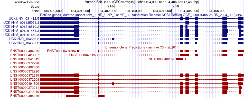 gene isoform structure of UCK1