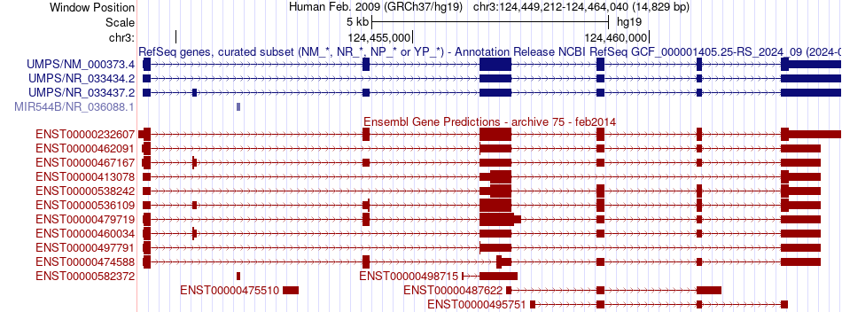 gene isoform structure of UMPS