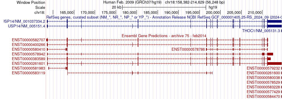 gene isoform structure of USP14