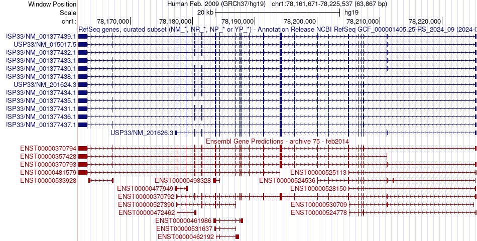 gene isoform structure of USP33