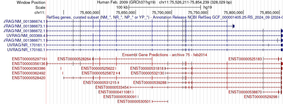 gene isoform structure of UVRAG