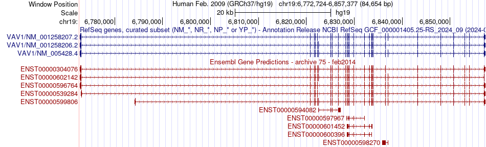 gene isoform structure of VAV1