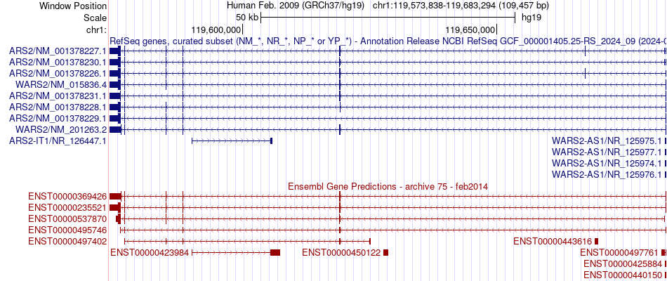 gene isoform structure of WARS2