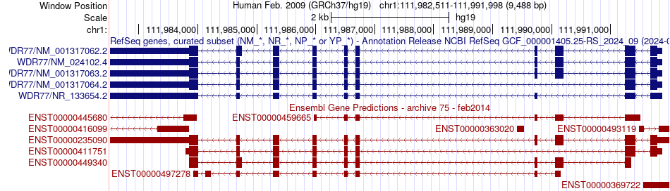 gene isoform structure of WDR77