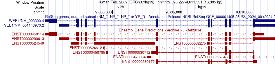 gene isoform structure of WEE1