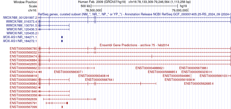 gene isoform structure of WWOX