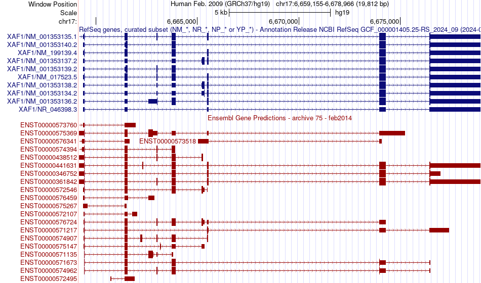 gene isoform structure of XAF1