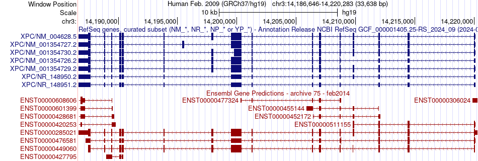 gene isoform structure of XPC