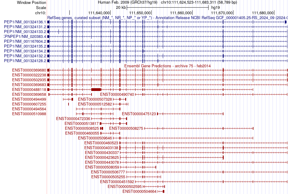 gene isoform structure of XPNPEP1