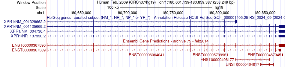 gene isoform structure of XPR1