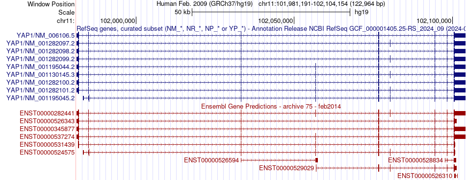 gene isoform structure of YAP1