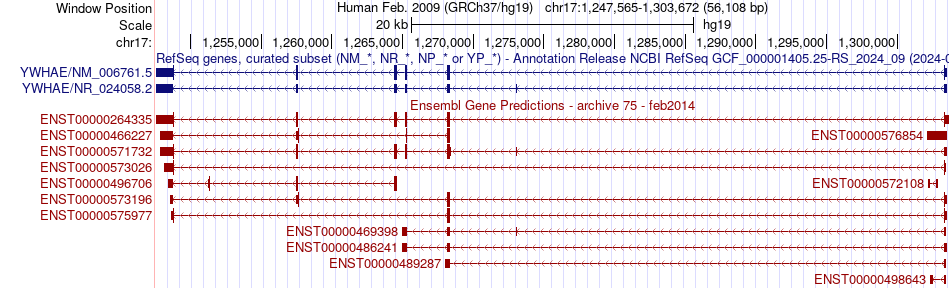 gene isoform structure of YWHAE