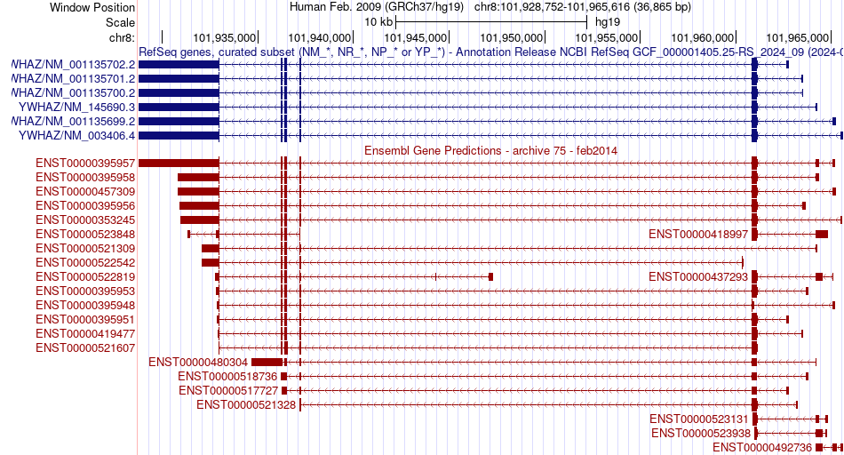 gene isoform structure of YWHAZ