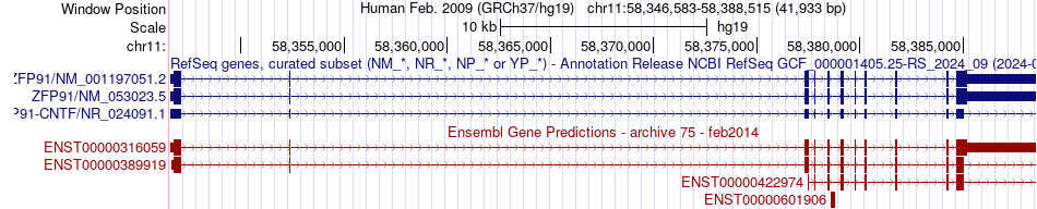 gene isoform structure of ZFP91