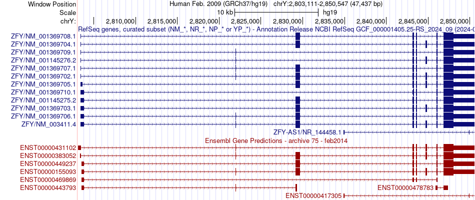 gene isoform structure of ZFY