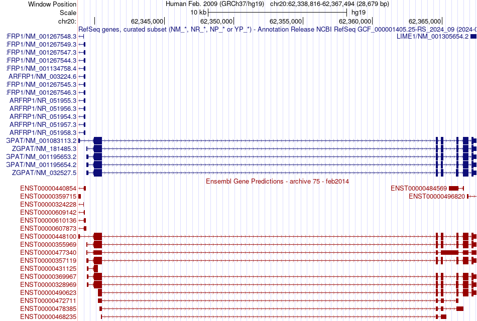 gene isoform structure of ZGPAT