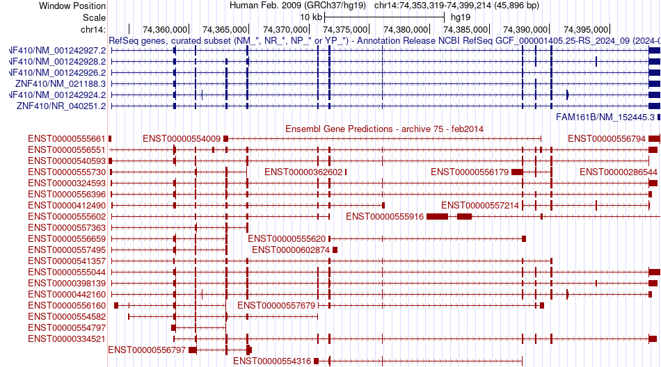gene isoform structure of ZNF410