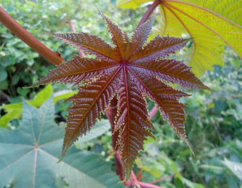 Castor oil leaf