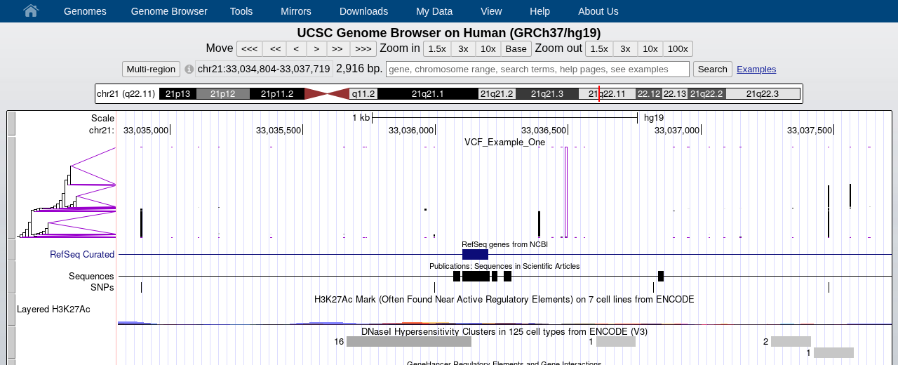 Loaded VCF custom track (1000 Genomes example, hg19)
