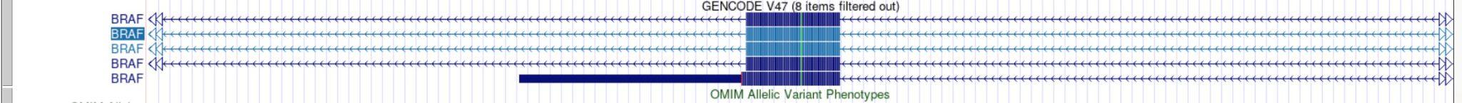 BRAF gene model: exons, introns, UTR